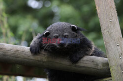 Sekretne życie w zoo