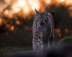 Sekretne życie w zoo