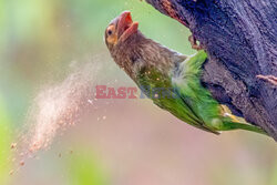 Barbet pracuje nad dziuplą
