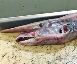 Stwory z oceanicznych głębin