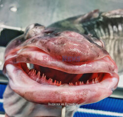 Stwory z oceanicznych głębin