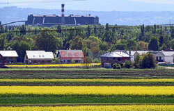 Małopolskie pola rzepakowe