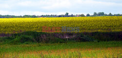 Małopolskie pola rzepakowe