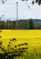 Małopolskie pola rzepakowe