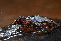 Aligator Marta świętuje 95.urodziny w zoo