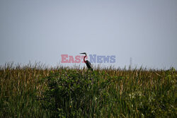 Ekstremalna susza w parku narodowym Everglades