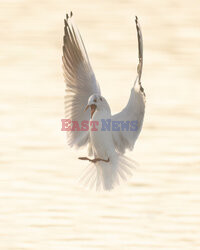 Mewa ląduje na wodzie