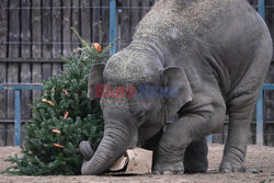 Święta w zoo w Budapeszcie