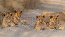 Lwia rodzina spędza leniwe popołudnie