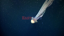 Gigantyczna meduza fantomowa w Morzu Argentyńskim