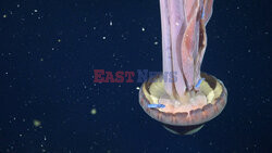 Gigantyczna meduza fantomowa w Morzu Argentyńskim