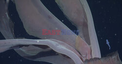 Gigantyczna meduza fantomowa w Morzu Argentyńskim