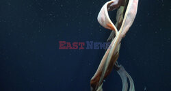 Gigantyczna meduza fantomowa w Morzu Argentyńskim