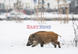 East News archiwum 2026