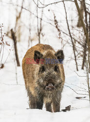 East News archiwum 2026