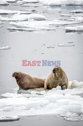 Grenlandia- Le Figaro