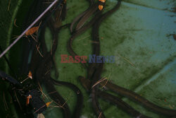 Człowiek-węgorz z Hancock