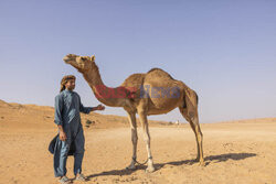 Oman- śladami Wilfreda Thesigera- Le Figaro