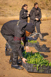Unikalny szczaw nadmorski wraca na wyspę Anglesey - Cover Images