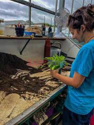 Unikalny szczaw nadmorski wraca na wyspę Anglesey - Cover Images