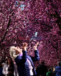 Na Heerstrasse w Bonn zakwitły wiśnie