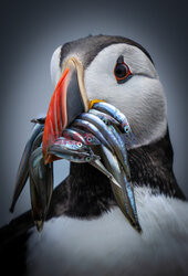 Maskonur z dziobem pełnym ryb