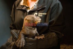 ZOO w Chester świętuje narodziny trojaczków wydr olbrzymich