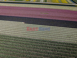 Pola kwiatów z lotu ptaka