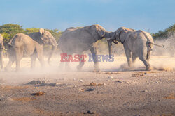 Słonie walczą przy wodopoju