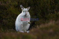 Zając górski nie chce się zdrzemnąć