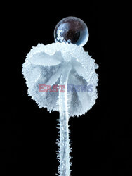 Świat maleńkich grzybów