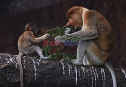 Nosacze w zoo w Indonezji