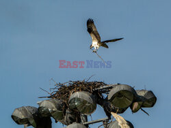 Rybołowy zbudowały gniazdo na latarni