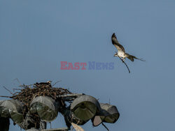 Rybołowy zbudowały gniazdo na latarni