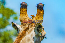 Bąkojad na głowie żyrafy