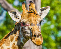 Bąkojad na głowie żyrafy