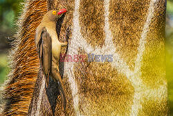 Bąkojad na głowie żyrafy