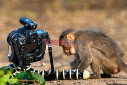 Małpka zainteresowała się aparatem fotograficznym