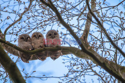 Trzy sówki na gałęzi