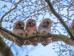 Trzy sówki na gałęzi