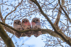 Trzy sówki na gałęzi