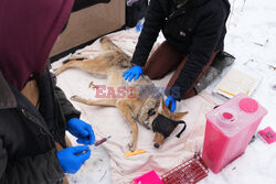 Nadajniki GPS dla kojotów