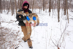 Nadajniki GPS dla kojotów