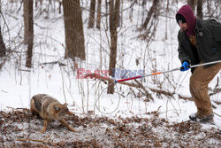 Nadajniki GPS dla kojotów