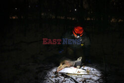 Nadajniki GPS dla kojotów