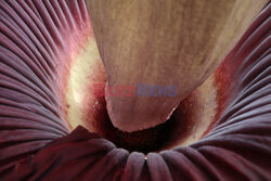 Dziwidło olbrzymie zakwitło w South Hadley w USA