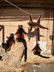 Lemury jak z okładki albumu