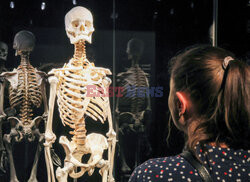 Wystawa Body Worlds Pulse w Warszawie