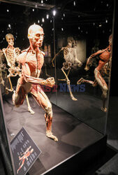 Wystawa Body Worlds Pulse w Warszawie