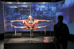 Wystawa Body Worlds Pulse w Warszawie